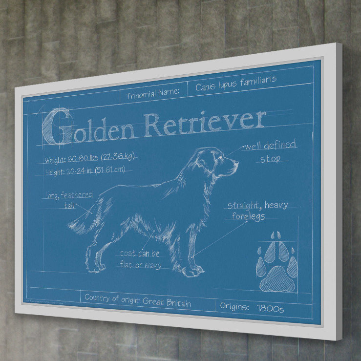Art mural sur toile Trinx «Blueprint Golden Retriever» par Ethan Harper, H 16 po x l 24 po x P 1,5 po