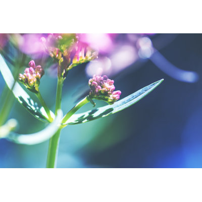 Macro Of Red Valerian Plant by Gregory_DUBUS - Wrapped Canvas Print
