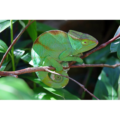 Parson's Chameleon by Goddard_Photography