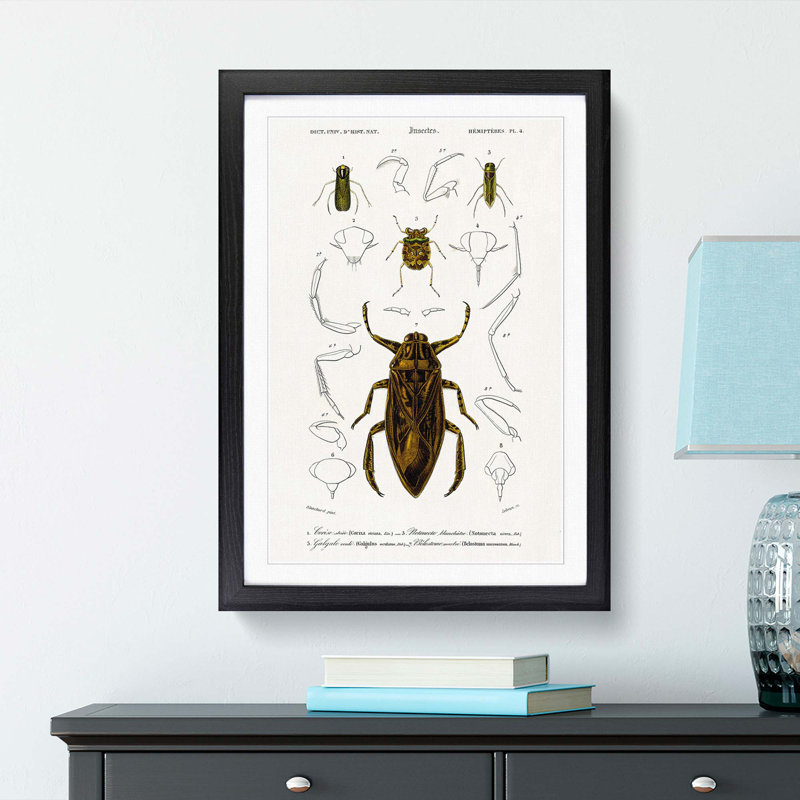 Beetle Illustrations PL.4 by Charles D'Orbigny - Single Picture Frame Print, 33cm H x 24cm W x 2cm D, Black Framed