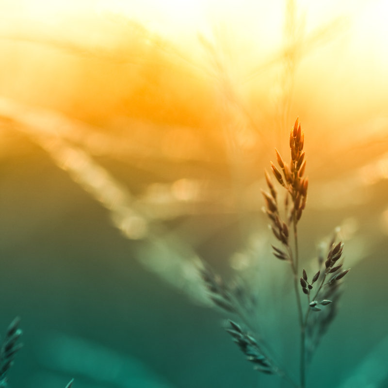 Silhouette Of Wildflowers by Pawel.gaul - Wrapped Canvas Print, 91cm H x 91cm W x 3.8cm D