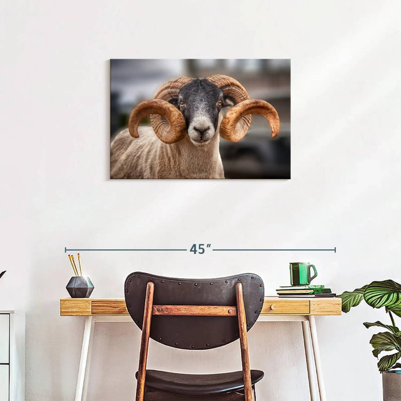 Brampt Scottish Blackface Ram, 20" H x 30" W