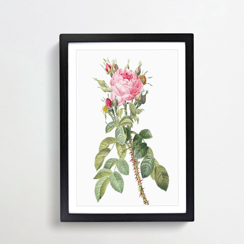 Pink Roses in Bloom by Pierre-Joseph Redoute - Picture Frame Graphic Art Print, 36cm H x 27cm W x 2cm D, Black Framed