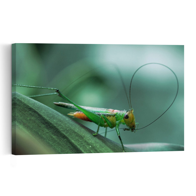 Vibrant Green Grasshopper Peaceful Serene Tranquil Grasshopper Nature Plant Wall Art Print 1 Piece Wrapped Canvas Wall Art
