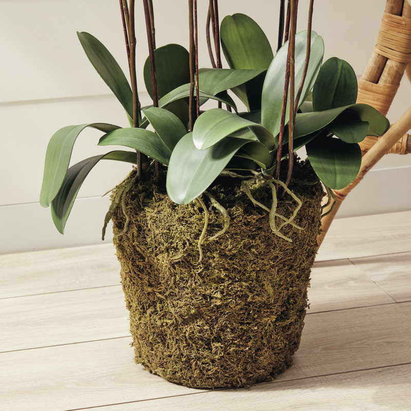 Conservatory Orchid Drop in Plant, White