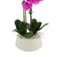 Orchids In A White Container With Rocks