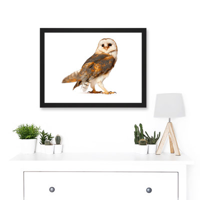 Barn Owl Alba Bird Of Prey - Single Picture Frame Print