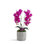 Double Orchid in Concrete Vase