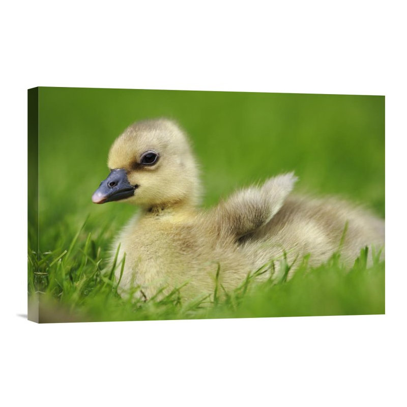 " Greylag Goose Gosling, Austria ", 12" H x 18" W, Wrapped Canvas