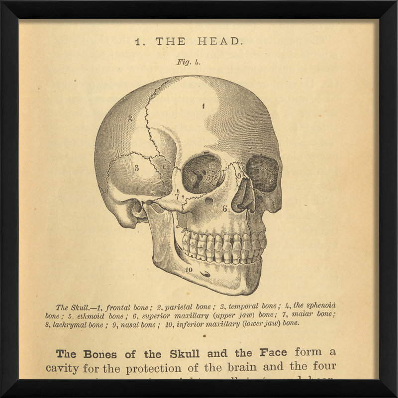 « physiologie de crâne », impression encadrée