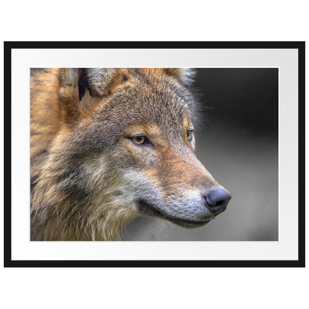 Gerahmtes Poster Porträt des europäischen Wolfes