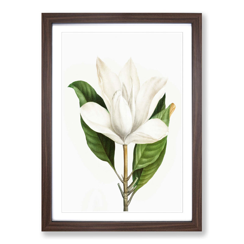 White Southern Magnolia Flower by Pierre-Joseph Redoute - Picture Frame Art Prints, Walnut Framed, 36cm H x 27cm W x 2cm D