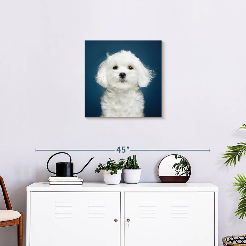 Bichon maltais blanc, H 20 po x l 20 po