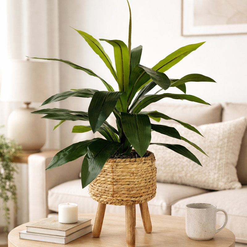 Callender 17.50" Artificial Dracaena Plant in Basket, Natural