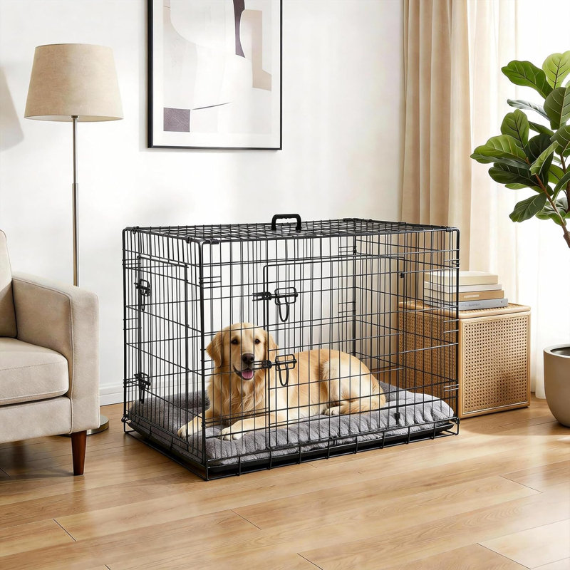 Dog House