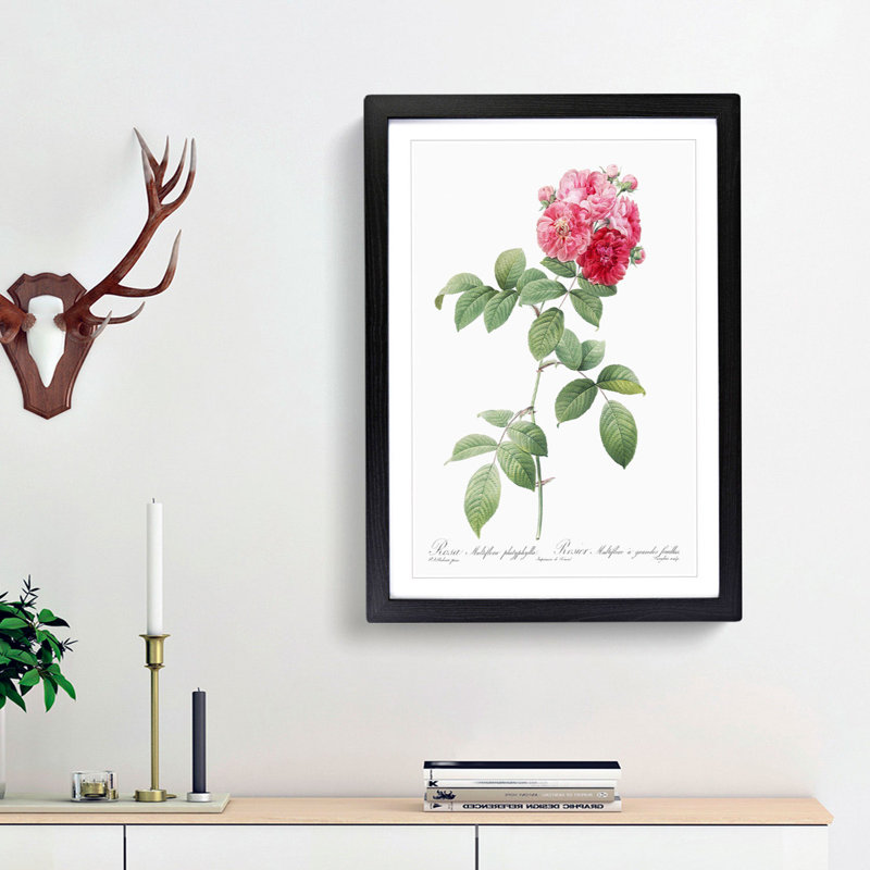 Seven Sisters Roses in Pink by Pierre-Joseph Redoute - Picture Frame Painting Print, 36cm H x 27cm W x 2cm D, Black Framed