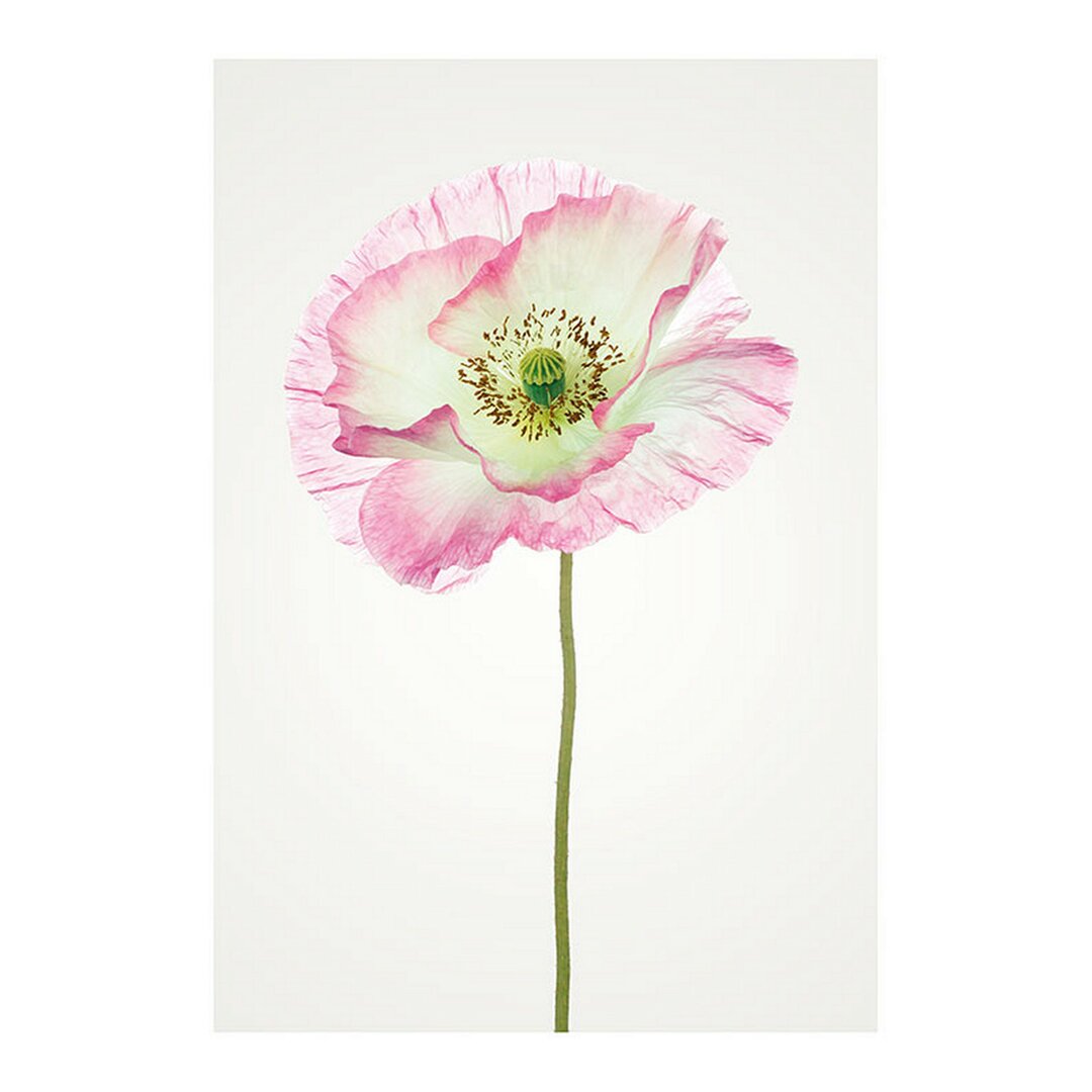 Grafikdruck Poppy