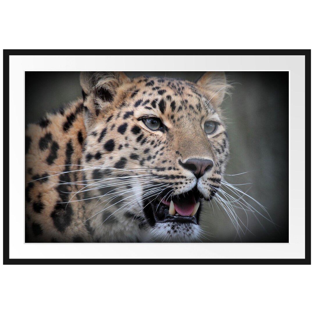 Gerahmtes Poster Ausgewachsener Leopard