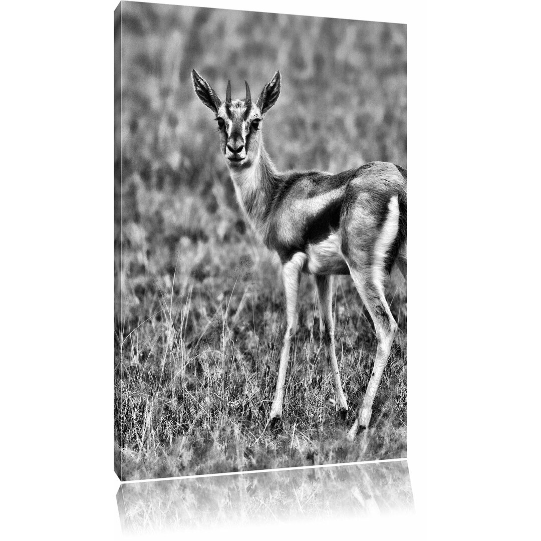 Leinwandbild Prächtige Gazelle auf Wiese in Monochrom