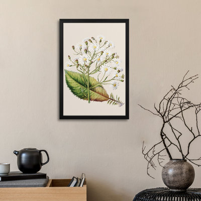 Senecio Hectori - Wall Art Print - Gallery Poster
