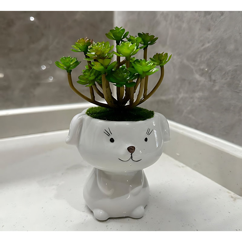 Bonsai 6,3 po