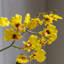 Orchid in Low Ceramic Pot 580mm-1342967984