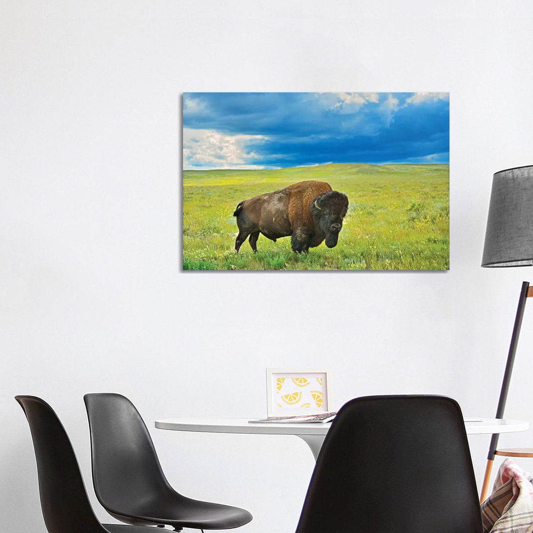 Canada, Saskatchewan, Grasslands National Park. Plains Bison In Grasslands. by Jaynes Gallery - Wrapped Canvas Gallery-Wrapped Canvas Giclée