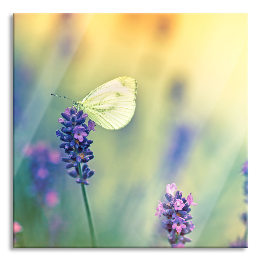 Glasbild Schmetterling auf Lavendel