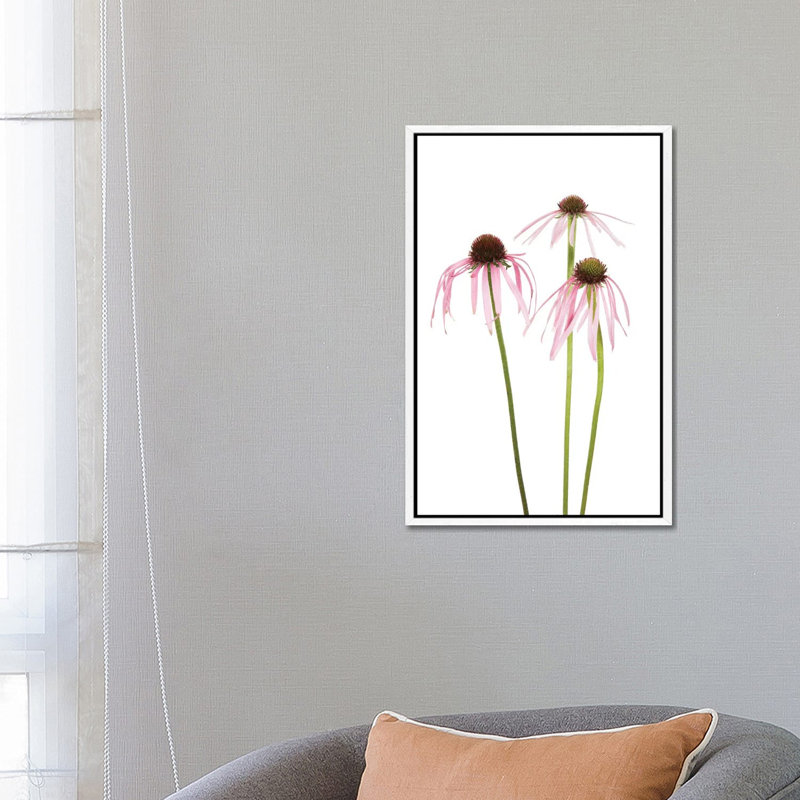 Pale Purple Coneflowers. Marion County, Illinois, USA. 1 Piece Wall Art on Canvas, 66.04 cm H x 45.72 cm W, White Framed
