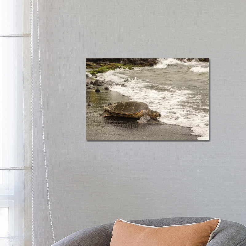 USA, Hawaii, Punalu'u Black Sand Beach. Green Sea Turtle Entering Surf. by Jaynes Gallery - Wrapped Canvas Gallery-Wrapped Canvas Giclée