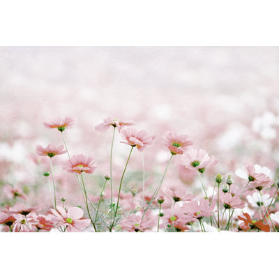 «Daisies Spring Flowers» par Lukbar - Photographie sur toile tendue