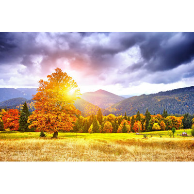 " Forest With Sunny Beams "