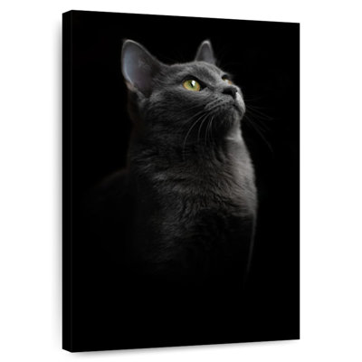 Fier chat noir