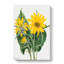 Balsamroot by Mary Vaux Walcott - Wrapped Canvas-61876029