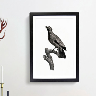 Paradise Crow by Jacques Barraband - Picture Frame Painting Print