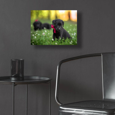 " Black Lab Pup 13 " by Jonathan Ross