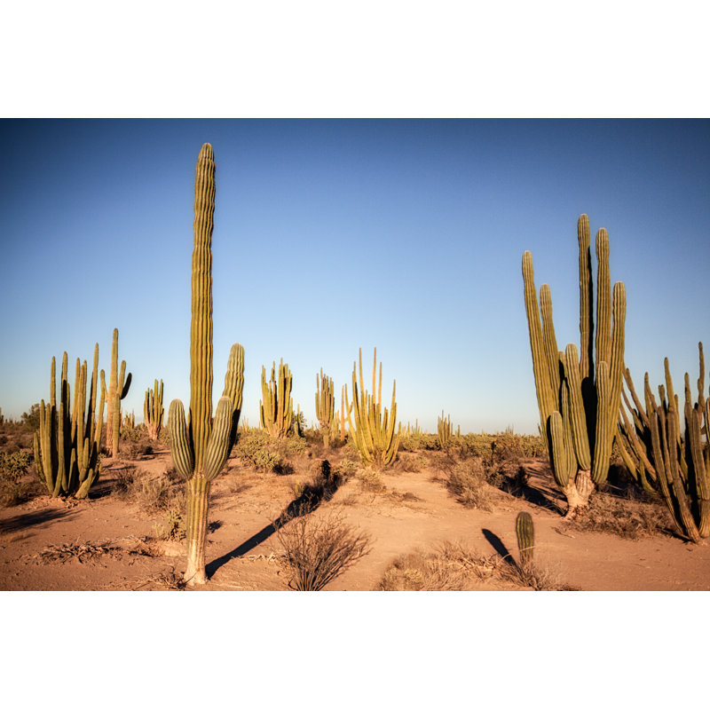 Champ de cactus Saguaro par Grandriver, H 8 po x l 12 po
