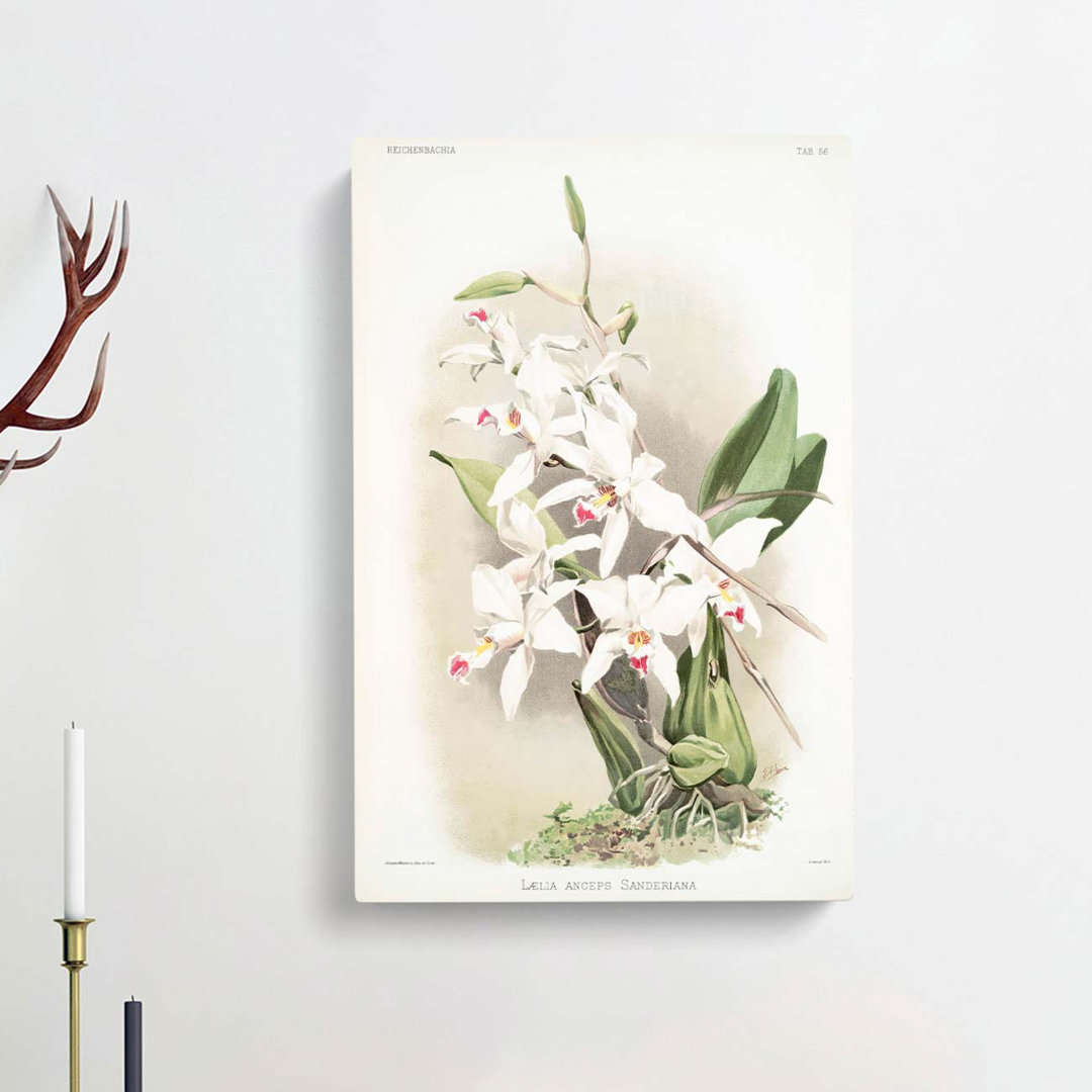 Magnolia Flowers Illustration Tab 56 by Frederick Sander - Wrapped Canvas