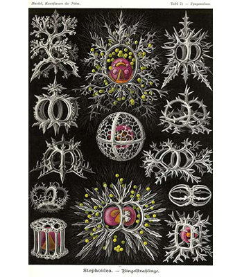 « stephoidea » par ernst haeckel-impression d’art graphique