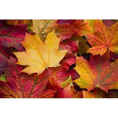 Amazing MultiColour Background of Natural Autumn Foliage 1 Piece Wrapped Canvas Wall Art