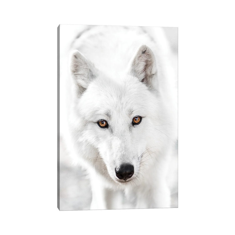 White Wolf by Goran Anastasovski - Wrapped Canvas Print, 20.32 cm H x 30.48 cm W
