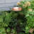 Hammered Copper Birdbath Bowl with Stake