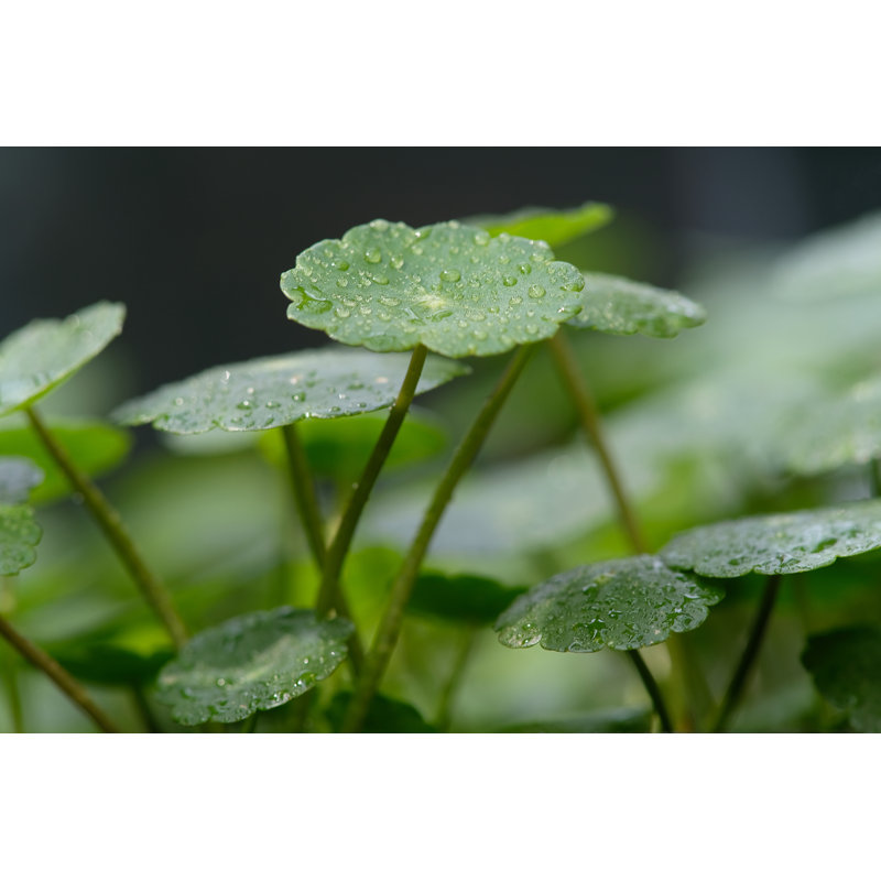 Centella on Natural Background by Frankhuang, 20" H x 30" W