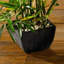 Faux bambou en pot