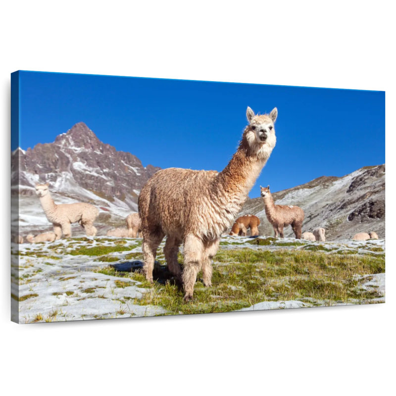 Brampt Woolly Andes Llamas, 16" H x 24" W