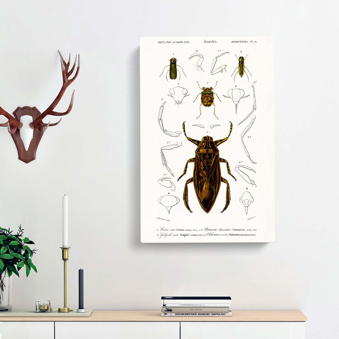 Beetle Illustrations PL. 4 by Charles D Orbigny - Wrapped Canvas