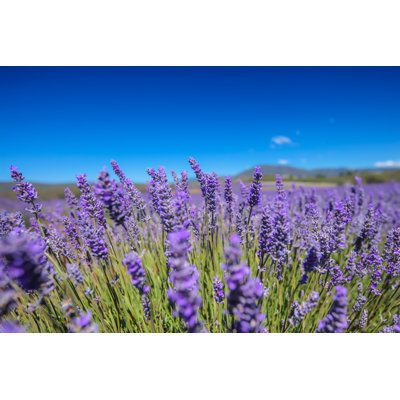 Leala Lavender Field In Tasmania by Travelface - Wrapped Canvas Print
