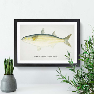 Illustration of a Sand Mullet Fish by F.E. Clarke - Picture Frame Painting Print