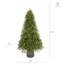 Imperial Evergreen - 7,5 pi