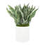 Faux Snake Plant in Fiberstone Planter